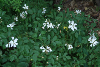 Rosa arvensisBosroos bestellen